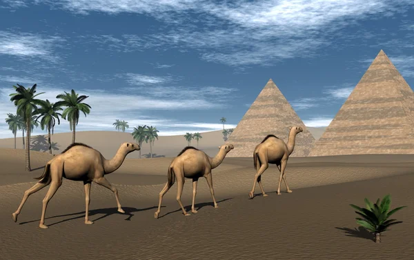 Wielbłądy i piramidy render 3d — Zdjęcie stockowe