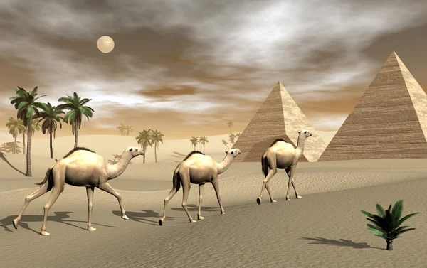 Camels and pyramids - 3D render — Stok fotoğraf