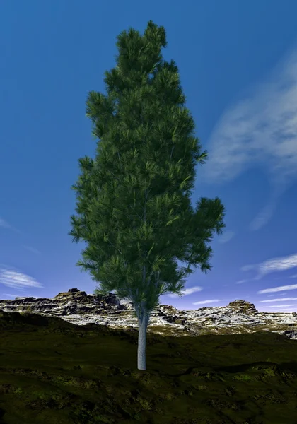 Árbol de pino - 3D render — Foto de Stock