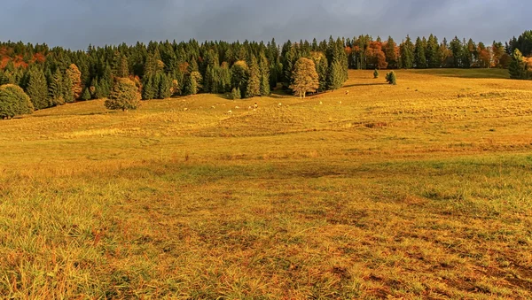 Autumn landscape — Stock Photo, Image