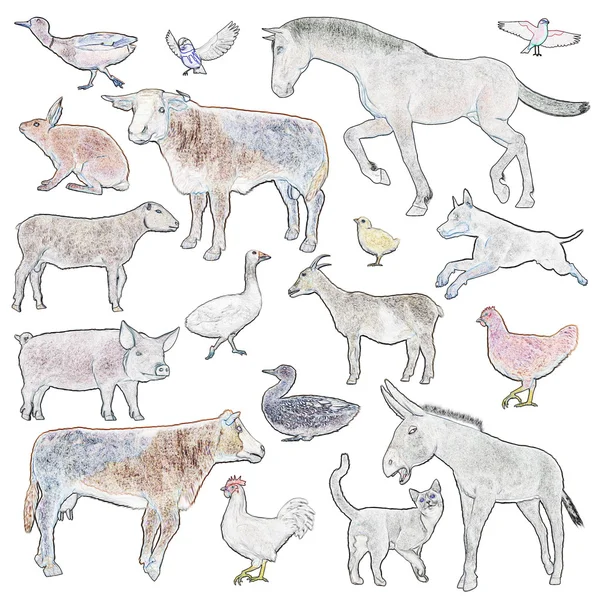 Set of farm animals — Stock Photo, Image