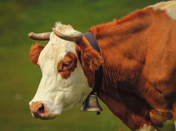 Hereford cow portrait and bell — Stock Photo, Image