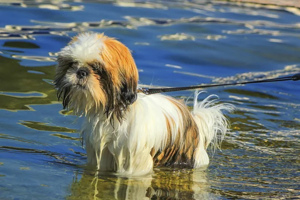 Shih Tzu psa ve vodě — Stock fotografie