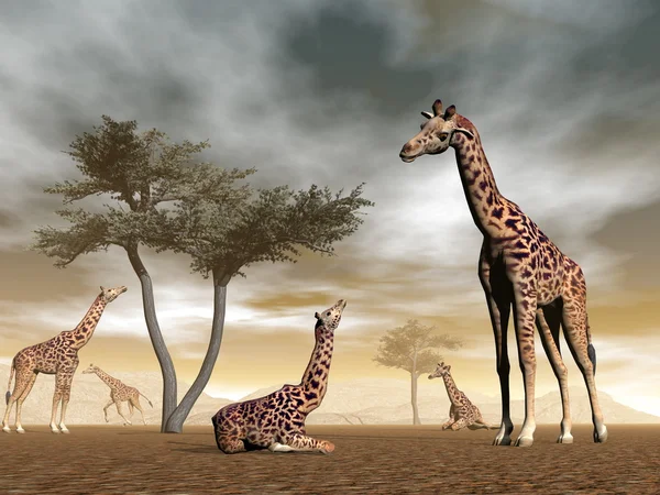 Girafes dans la savane - rendu 3D — Photo