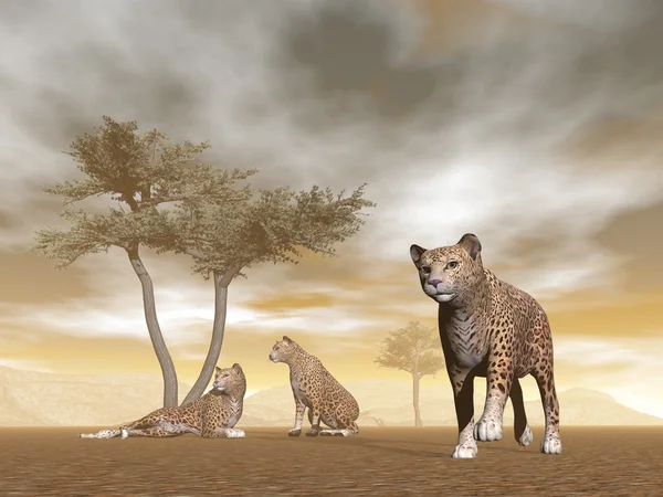 Jaguars in the savannah - 3D render — Stock Photo, Image