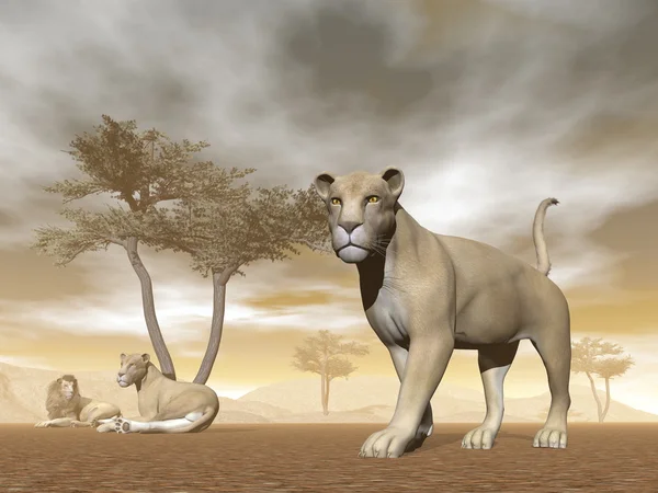 Leões na savana - renderização 3D — Fotografia de Stock