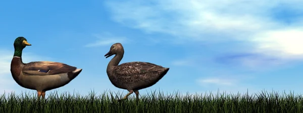 Mallard patos caminar - 3D renderizado — Foto de Stock