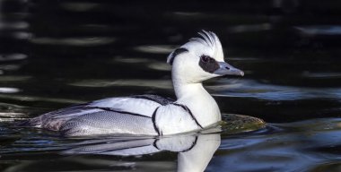 Smew ördek, mergellus albellus