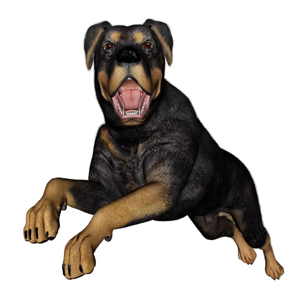 Rottweiller dog runnning - 3D render — Stok Foto