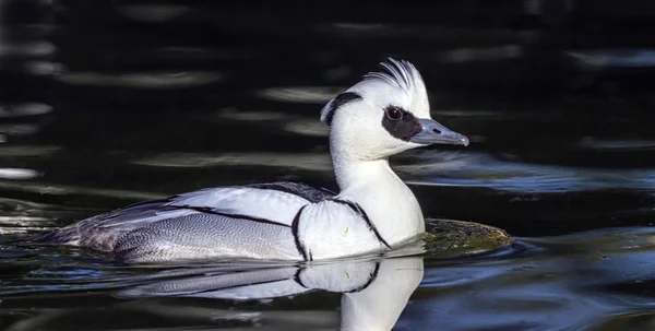 Anatra spalmata, mergellus albellus — Foto Stock