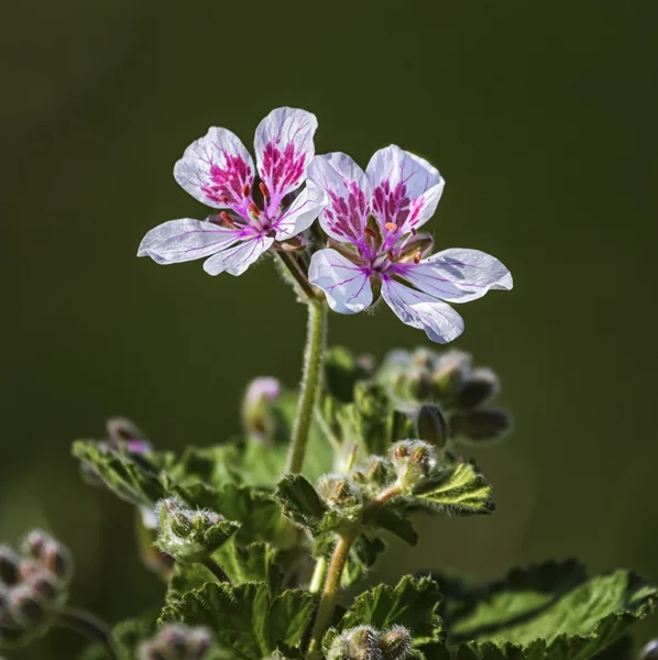 Erodium pelargoniiflorum Sweetheart bloemen, reigers bill — Stockfoto