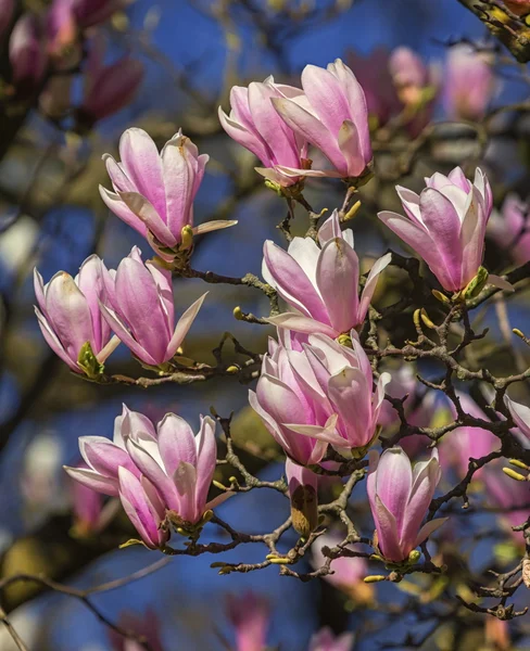 Huangshan, magnolia cylindrica, fleurs — Photo