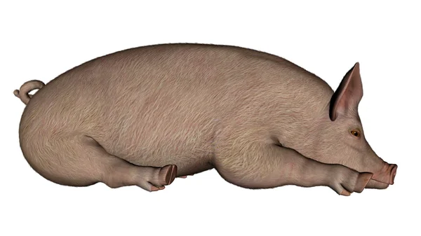 Cochon endormi - rendu 3D — Photo