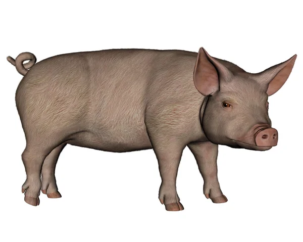 Pig debout - rendu 3D — Photo