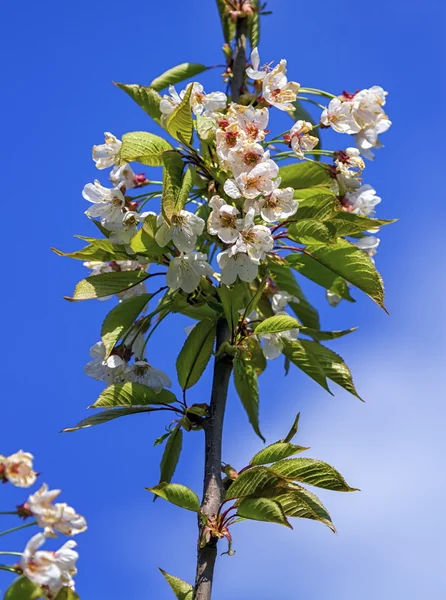 Salbatic, dulce, pasăre sau gean cireș, prunus avium, flori — Fotografie, imagine de stoc