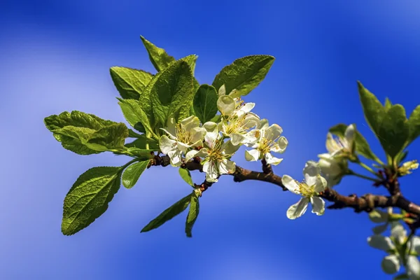Prunus domestica Czar flowers — Stock Photo, Image