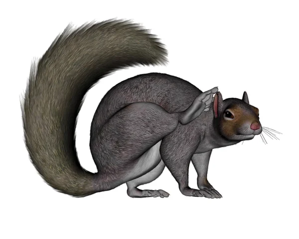 Eichhörnchen kratzen - 3D-Renderer — Stockfoto