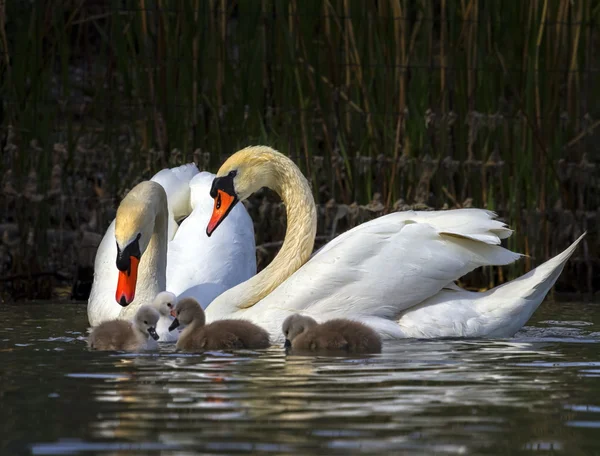 Cisne mudo, Cygnus olor, padres y bebés — Foto de Stock