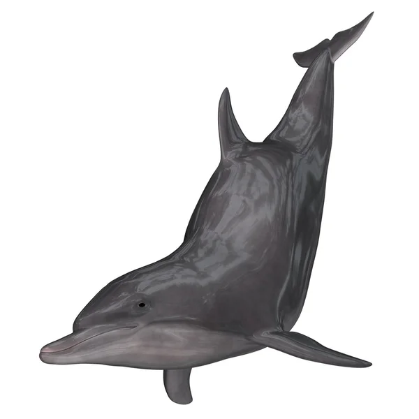 Dolphin - 3D render — Stock Photo, Image