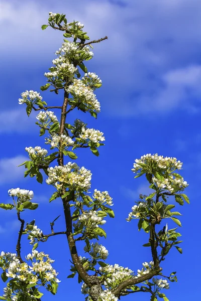 Pêra europeia ou comum, pyrus communis, flores — Fotografia de Stock