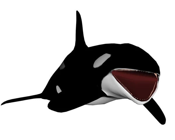 Killer whale opening mouth - 3D render — Stock Photo, Image