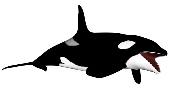 Killer whale opening mouth - 3D render — Stock Photo, Image