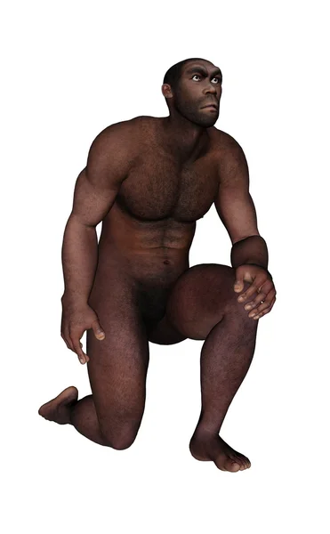 Homo erectus masculino perguntando - renderização 3D — Fotografia de Stock