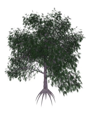 Ceviz ağacı - 3d render