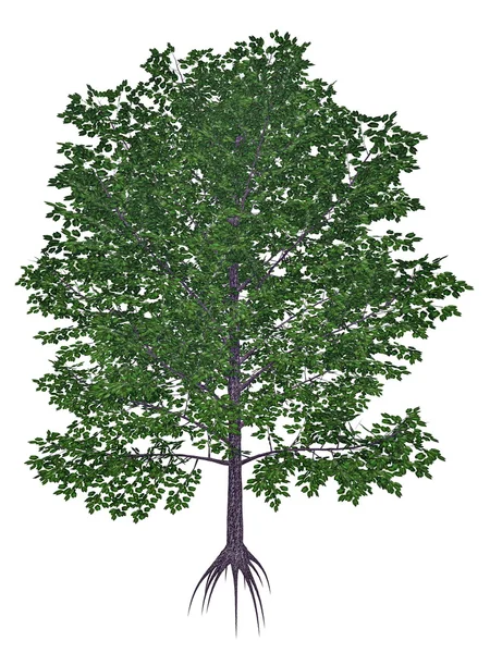 Doce, preto, mogno, especiarias ou bétula de cereja, betula lenta tree - 3D render — Fotografia de Stock