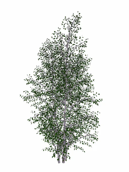 Gri huş ağacı, betula populifolia ağacı - 3d render — Stok fotoğraf