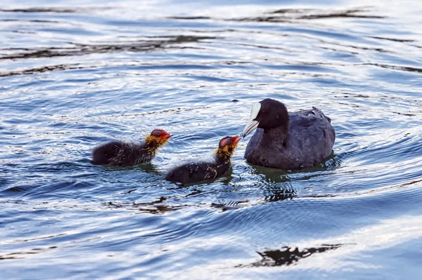 Eurasian or common coot, fulicula atra, feeding ducklings — Stock Photo, Image