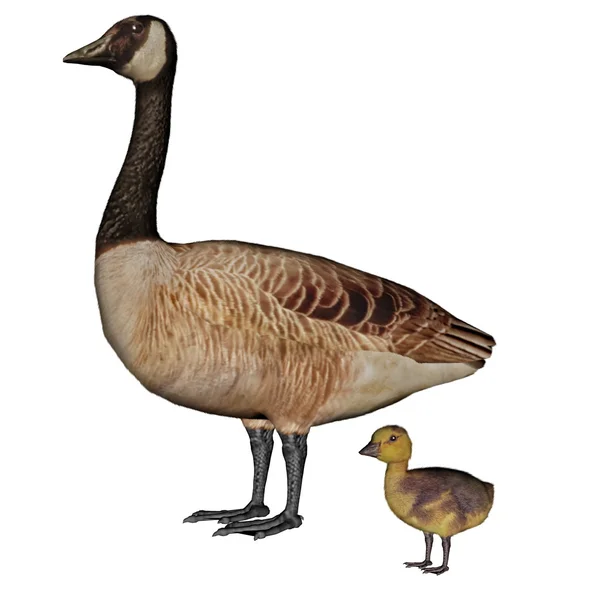 Canada goose, branta canadensis, mother and baby - 3D render — Stock Photo, Image
