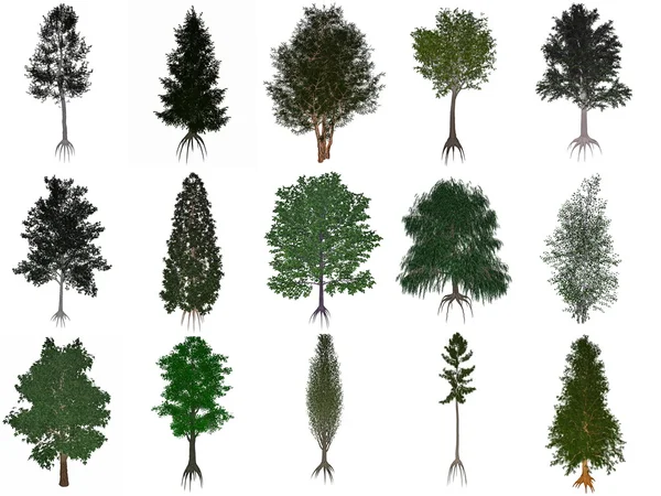 Conjunto o colección de árboles comunes - 3D render —  Fotos de Stock