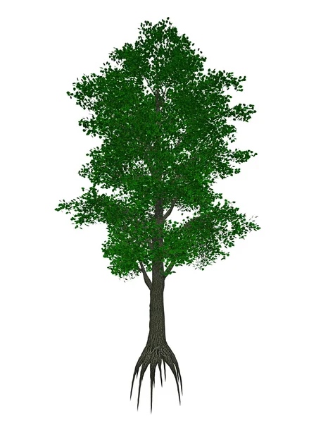 Cal de folhas pequenas ou tília de folhas pequenas, árvore de cordados de tilia - renderização 3D — Fotografia de Stock