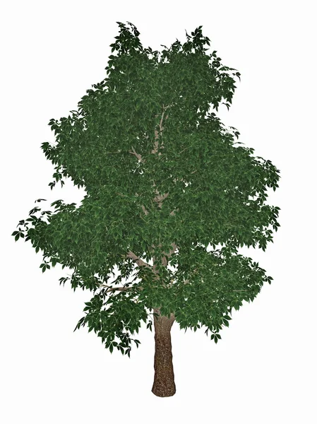 Paardenkastanje of conker boom, aesculus hippocastanum - 3d render — Stockfoto