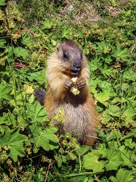 Marmot eating — Stock Photo, Image