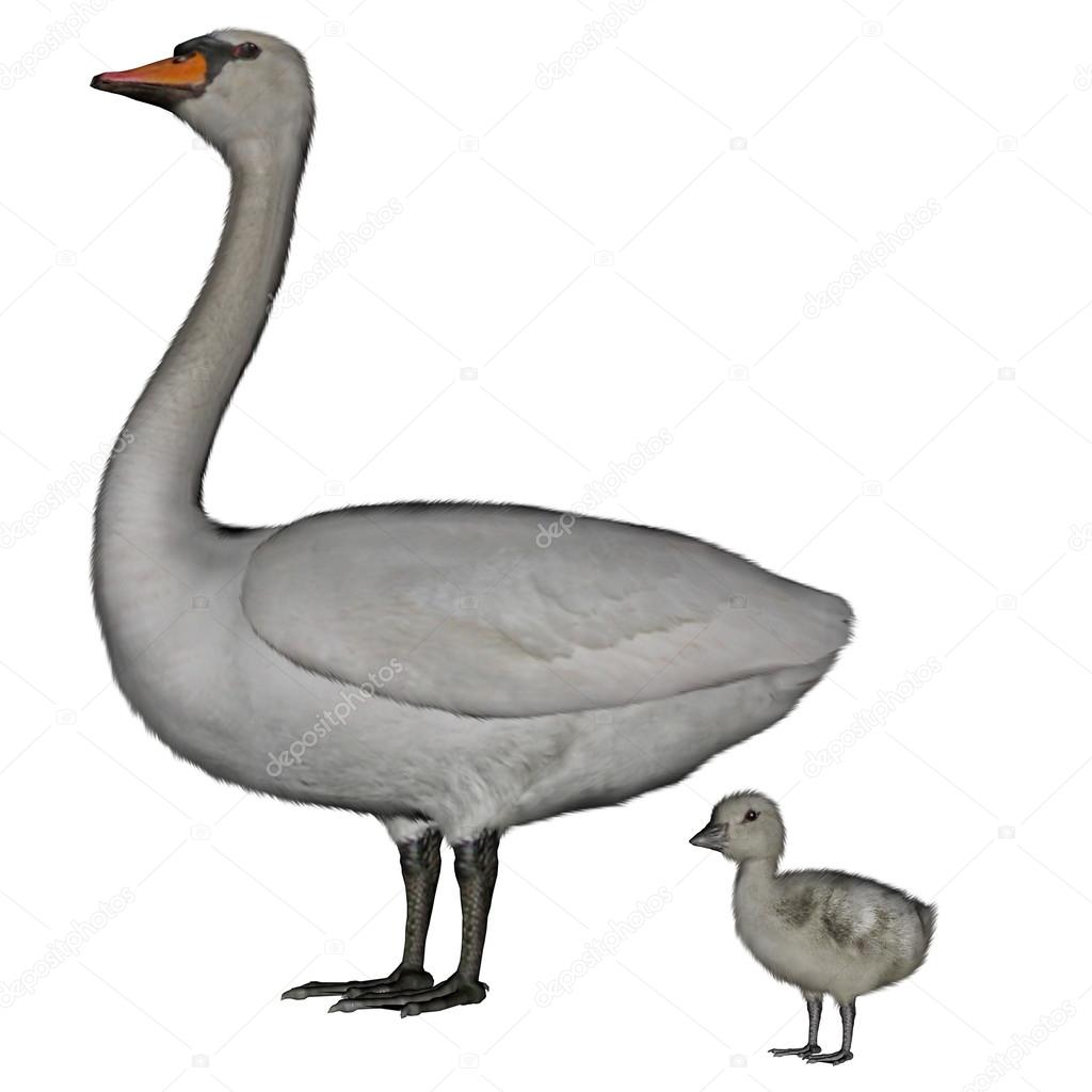 Mute swan, cygnus olor, mother and baby- 3D render