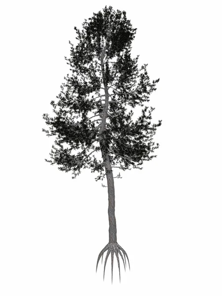奥地利或黑色松，松黑质树-3d 渲染 — 图库照片
