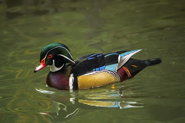 Canard de bois ou de carolina, aix sponsa — Photo