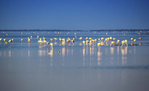 Flamingi, Camargue, Francja — Zdjęcie stockowe