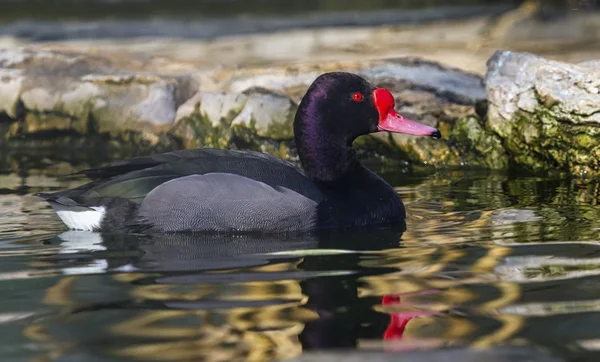 Pato-de-bico-rosado ou de bico-de-rosa, netta peposaca — Fotografia de Stock