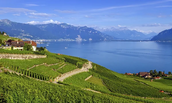 Oblast Lavaux, Vaud, Švýcarsko — Stock fotografie