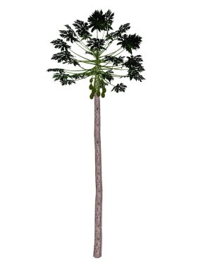 Papaya ağaç - 3d render