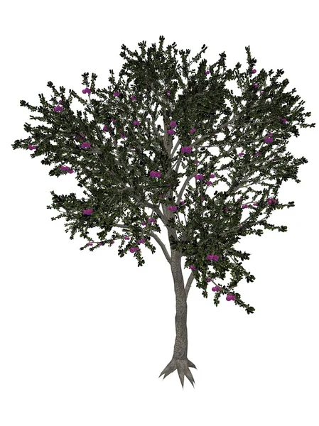 Blackthorn o sloe tree - rendering 3D — Foto Stock