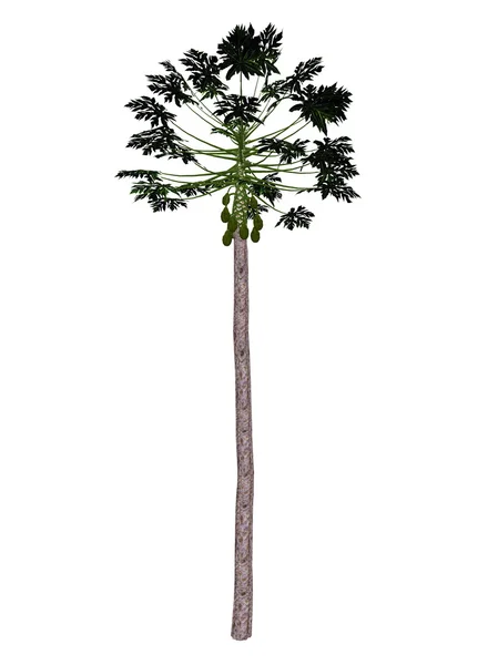 Дерево папайи - 3D рендеринг — стоковое фото