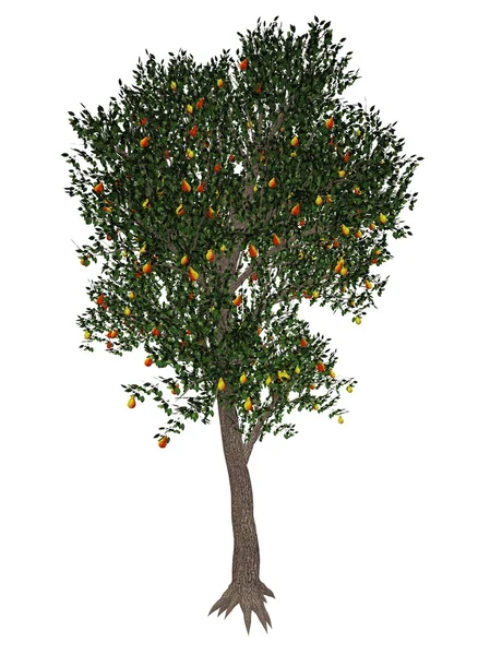 Árvore de pêra renderização 3D — Fotografia de Stock