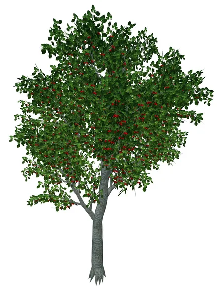 Słodkie lub dzikie wiśniowe drzewo - 3d render — Zdjęcie stockowe