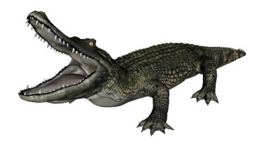-3d render kükreyen caiman