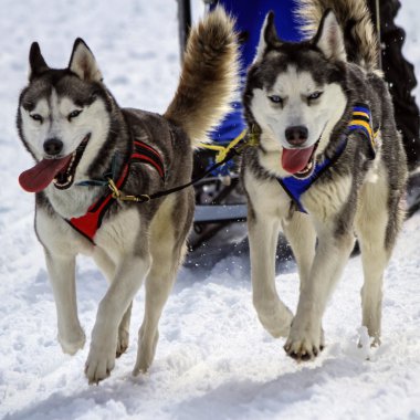 Husky kızak köpeği ekibi iş başında