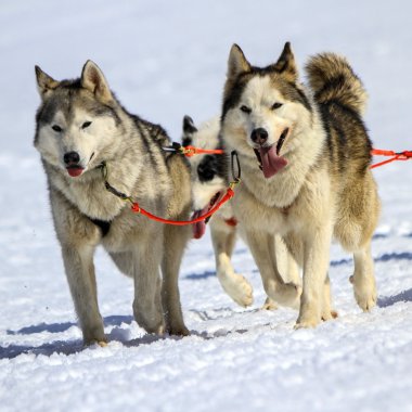 Husky kızak köpeği ekibi iş başında